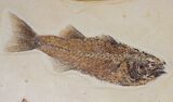 x Fossil Fish Aquarium - Ready to Hang #18030-4